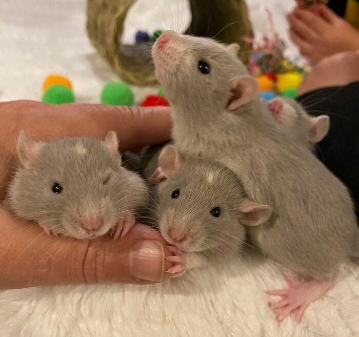 Comment ne pas tomber amoureuse de ces adorables bébés ?