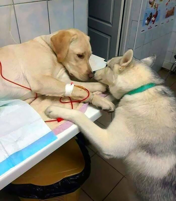 Ce vétérinaire a un assistant chien de réconfort qui aide les patients malades à savoir que tout ira bien.