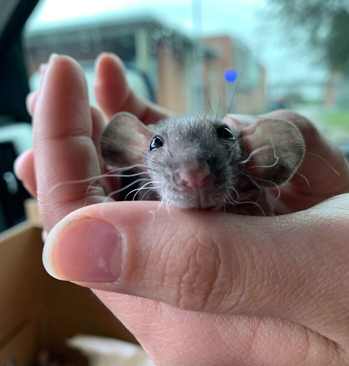 à la lumière du rat dumbo qui a été posté ; voici mon rat dumbo double rex