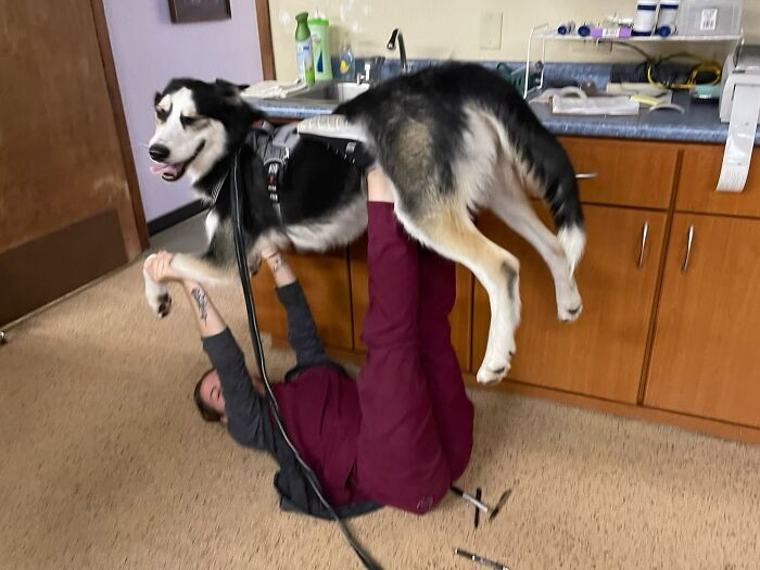 Ma sœur est technicienne vétérinaire et a emmené mon chien avec elle au travail. Je lui ai demandé comment il allait et elle m’a envoyé ça.