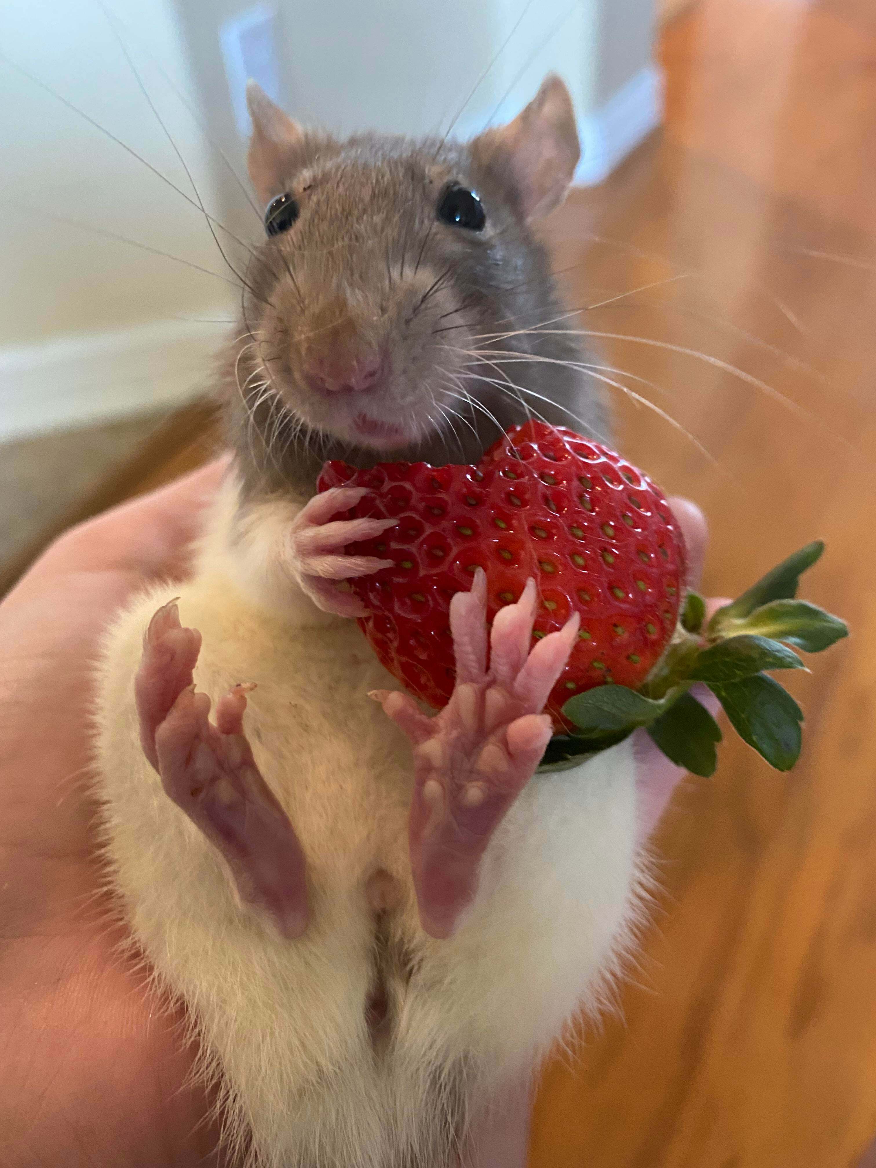 La fraise de mon rat de compagnie, mangeant une fraise