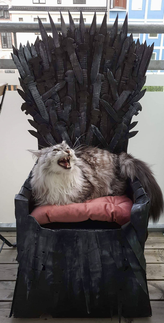 J’ai fabriqué un trône en fer pour mon maine coon. Il s’est glissé dans son rôle.