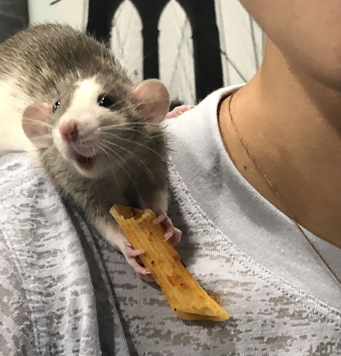 Regarde cette photo de mon rat après que je lui ai donné des pâtes.