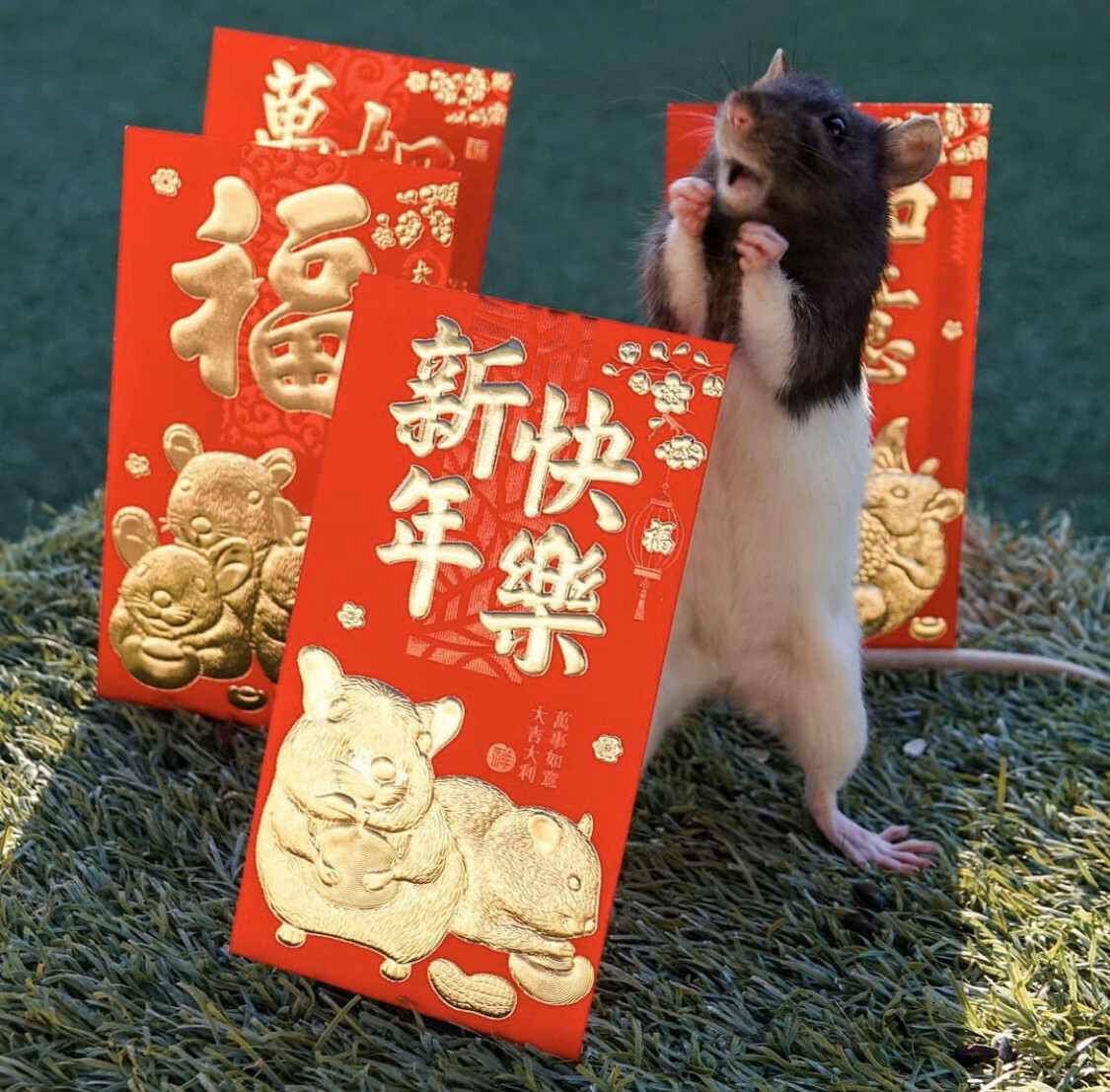 mon aquarium local a affiché ce petit gars qui semble excité pour l’année du rat
