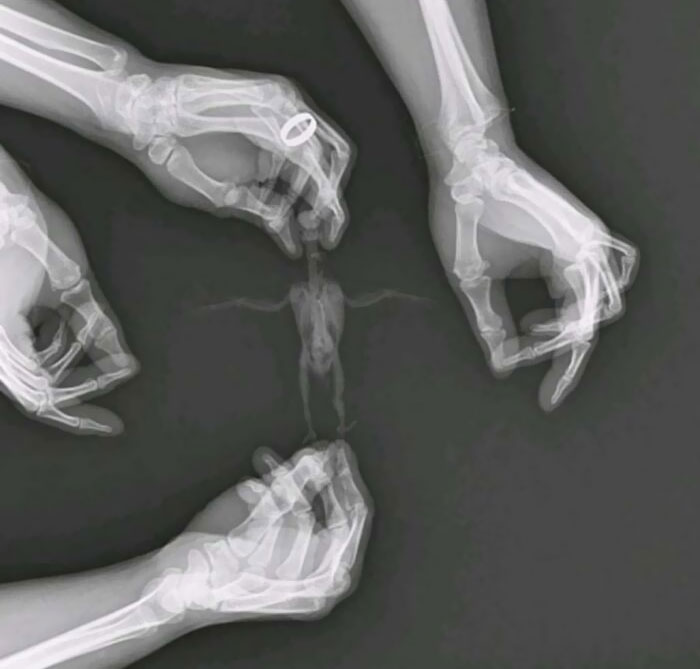 Oiseau qui passe une radiographie et qui est tenu par ses plumes