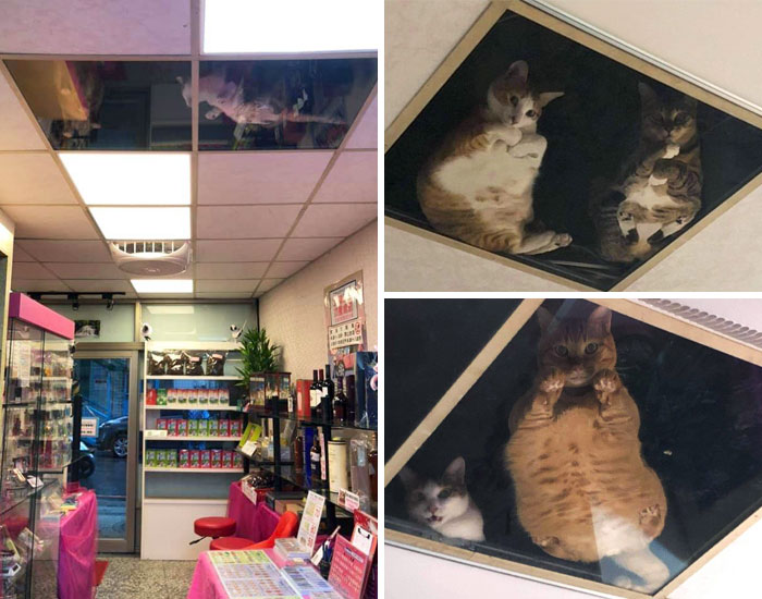 mon ami a refait le plafond du magasin pour les chats et maintenant il est surveillé en permanence