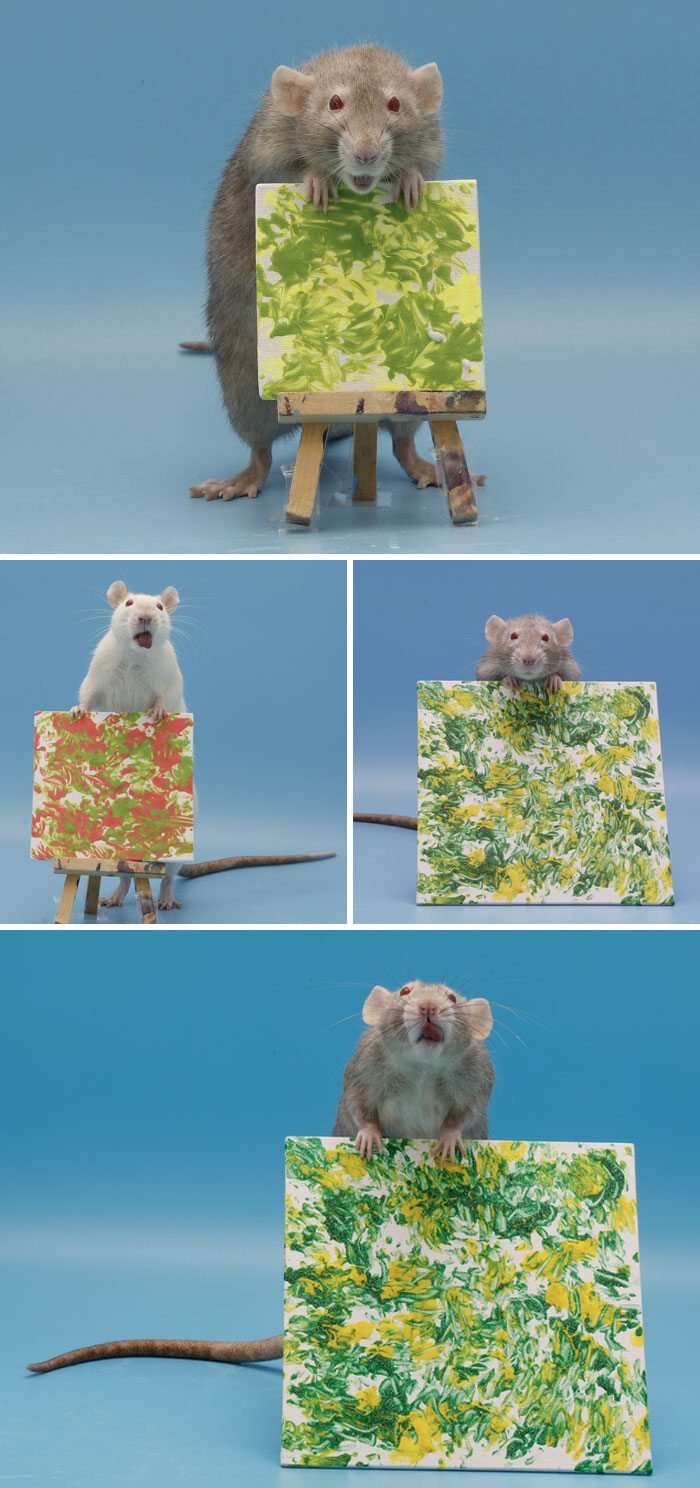 mes rats et leurs peintures de pattes