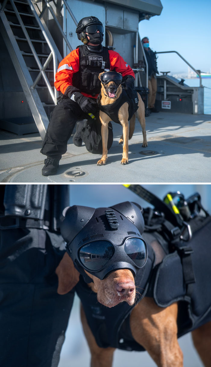 Un chien garde-côte porte un casque et des lunettes de protection cool