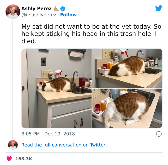ce chat effrayé