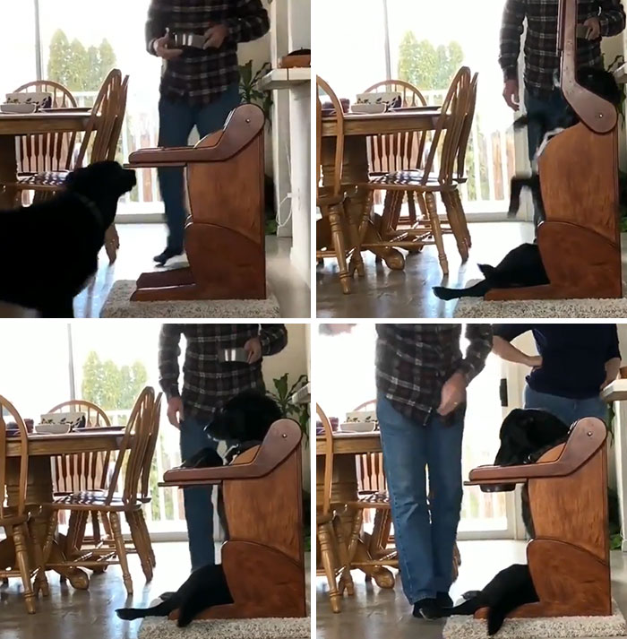Le chien a une maladie qui l’empêche de faire descendre sa nourriture, alors il mange dans une chaise haute spéciale.