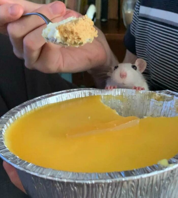 Phoebe adorerait une bouchée de ce gâteau au fromage au citron.