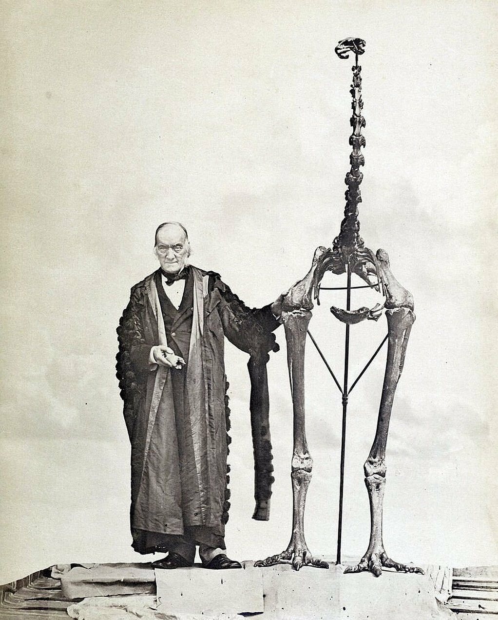 sir richard owen (à gauche) se tient à côté d’un squelette de moa et tient le premier fragment d’os d’un moa jamais trouvé.