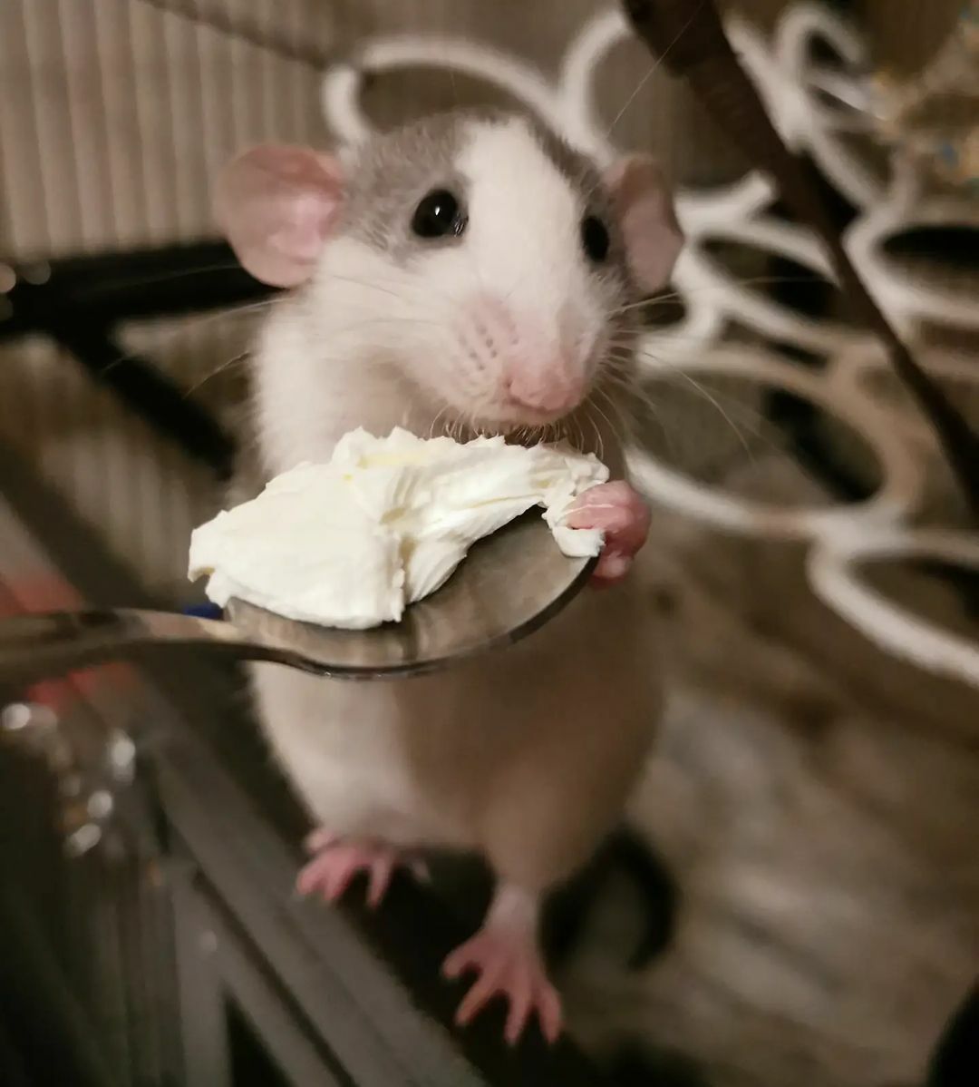 dash qui prend un goûter
