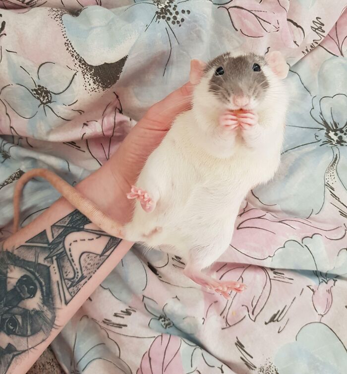 Voici Sprinkles, elle est ici pour vous montrer à quel point les rats peuvent être adorables.