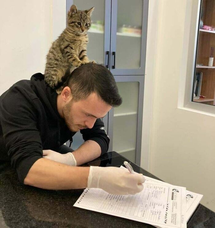 un vétérinaire à catstantinople, en turquie