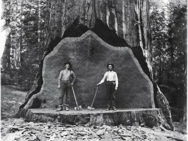 un séquoia géant abattu par des bûcherons au début des années 1900