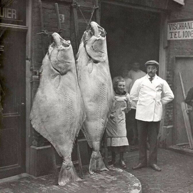 une poissonnerie à amsterdam montrant sa dernière prise. photo prise en 1913