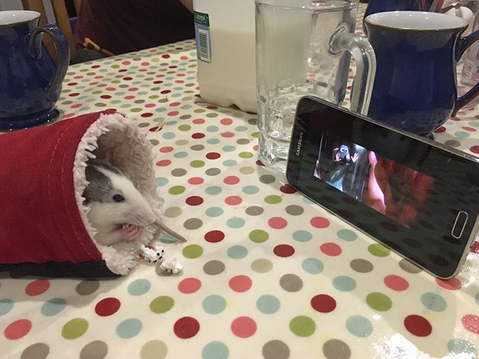 le rat de mon ami qui profite d’un film et de pop-corn