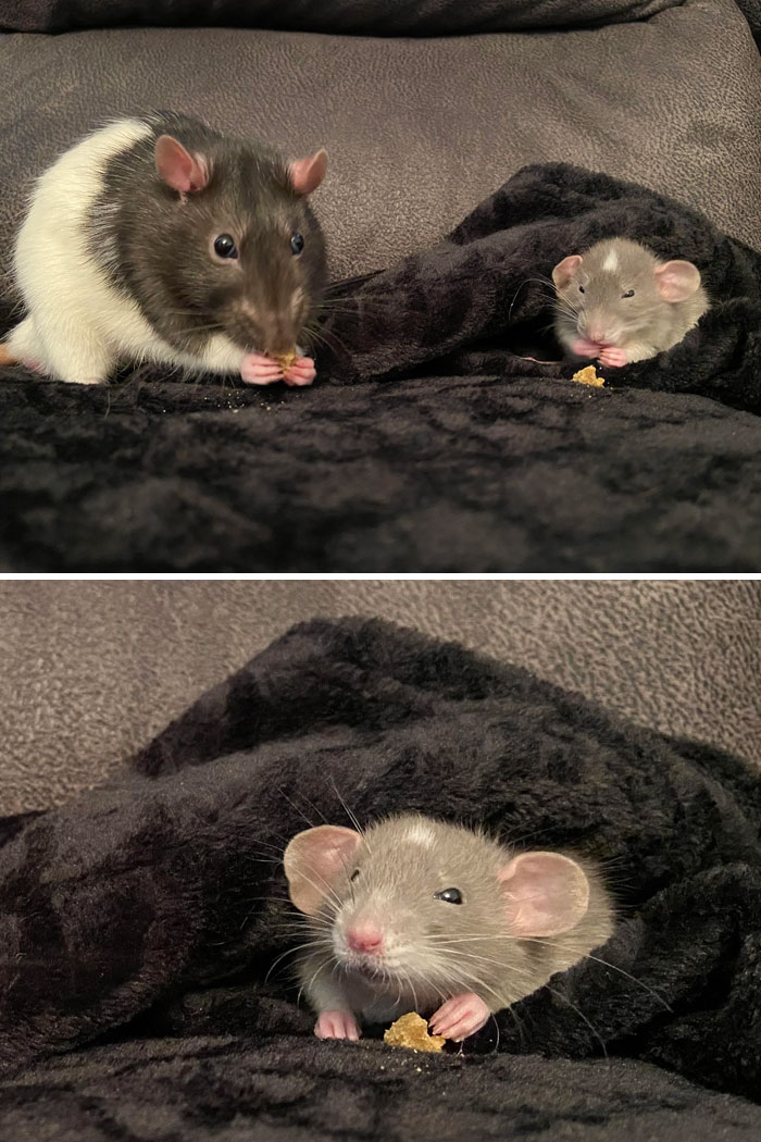 Un membre de la famille m’a donné son rat parce qu’il ne pouvait pas lui donner l’attention dont il avait besoin. Il a été seul toute sa vie alors je lui ai trouvé un copain.