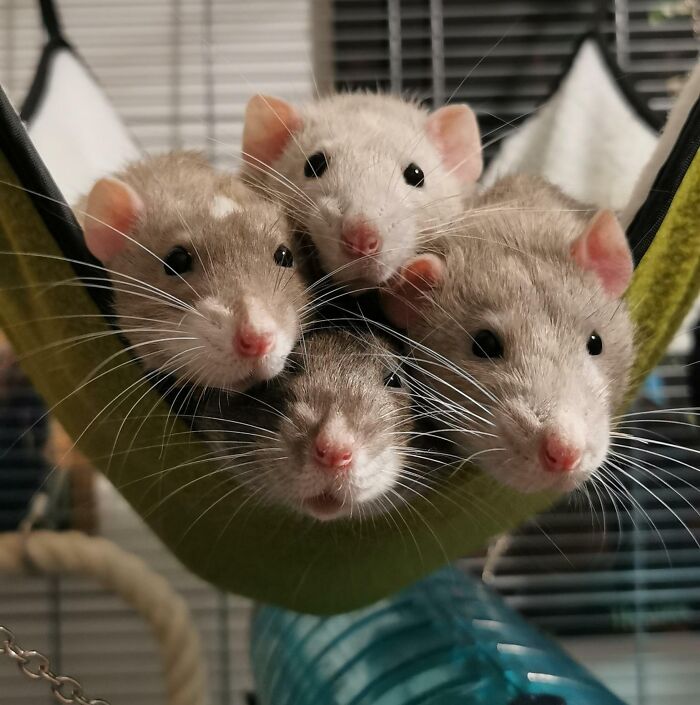 une image rare de tous mes rats au point, immobiles et regardant l’appareil photo