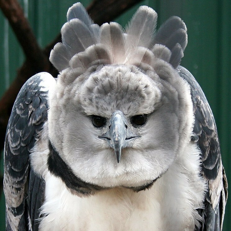 Aigle harpie : l’aigle harpie (harpia harpyja) est une espèce néotropicale d’aigle.
