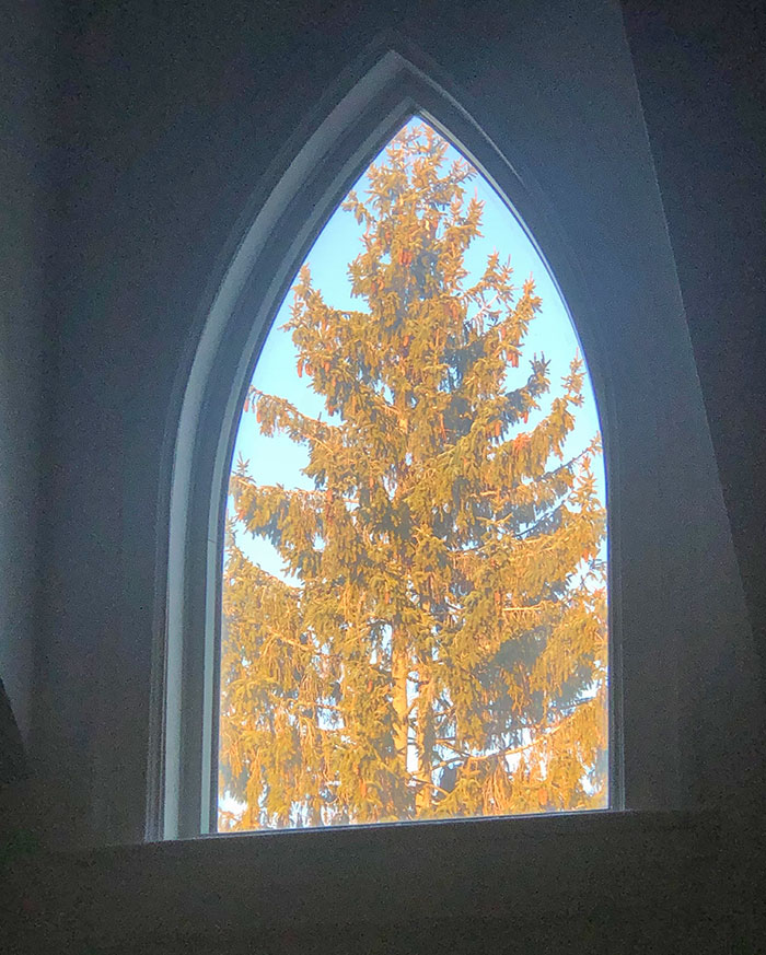 l’arbre de mon voisin s’adapte parfaitement à ma fenêtre