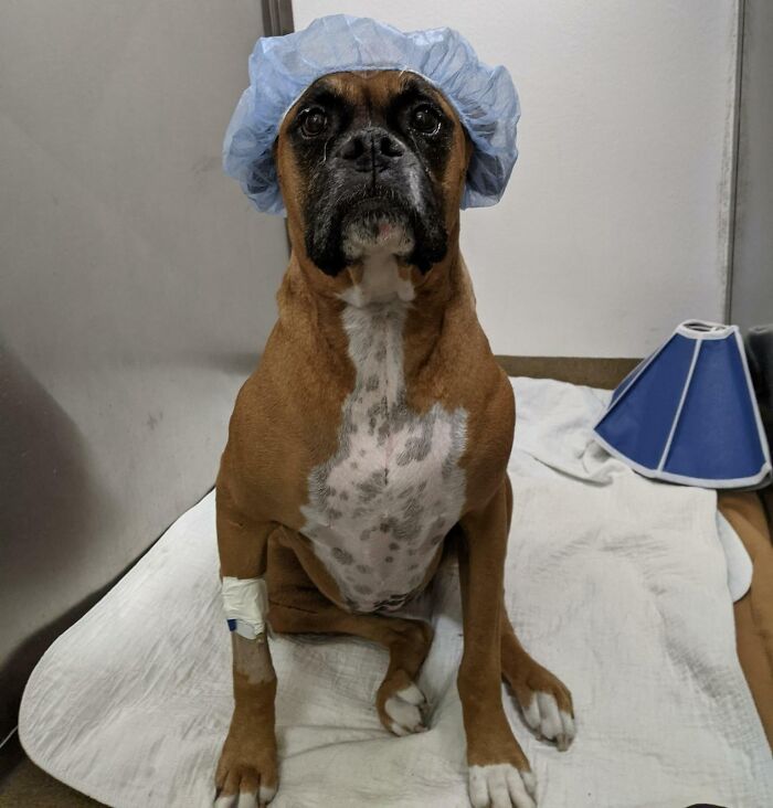 Le vétérinaire connaît très bien mon boxer. Ils savent qu’il a bon caractère, alors ils ont décidé de lui mettre une casquette. Ils m’ont envoyé cette photo.