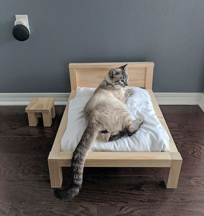 Le mari a dit qu’il allait faire un cadre de lit. Je pensais que c’était pour notre nouveau matelas. C’était pour le chat.