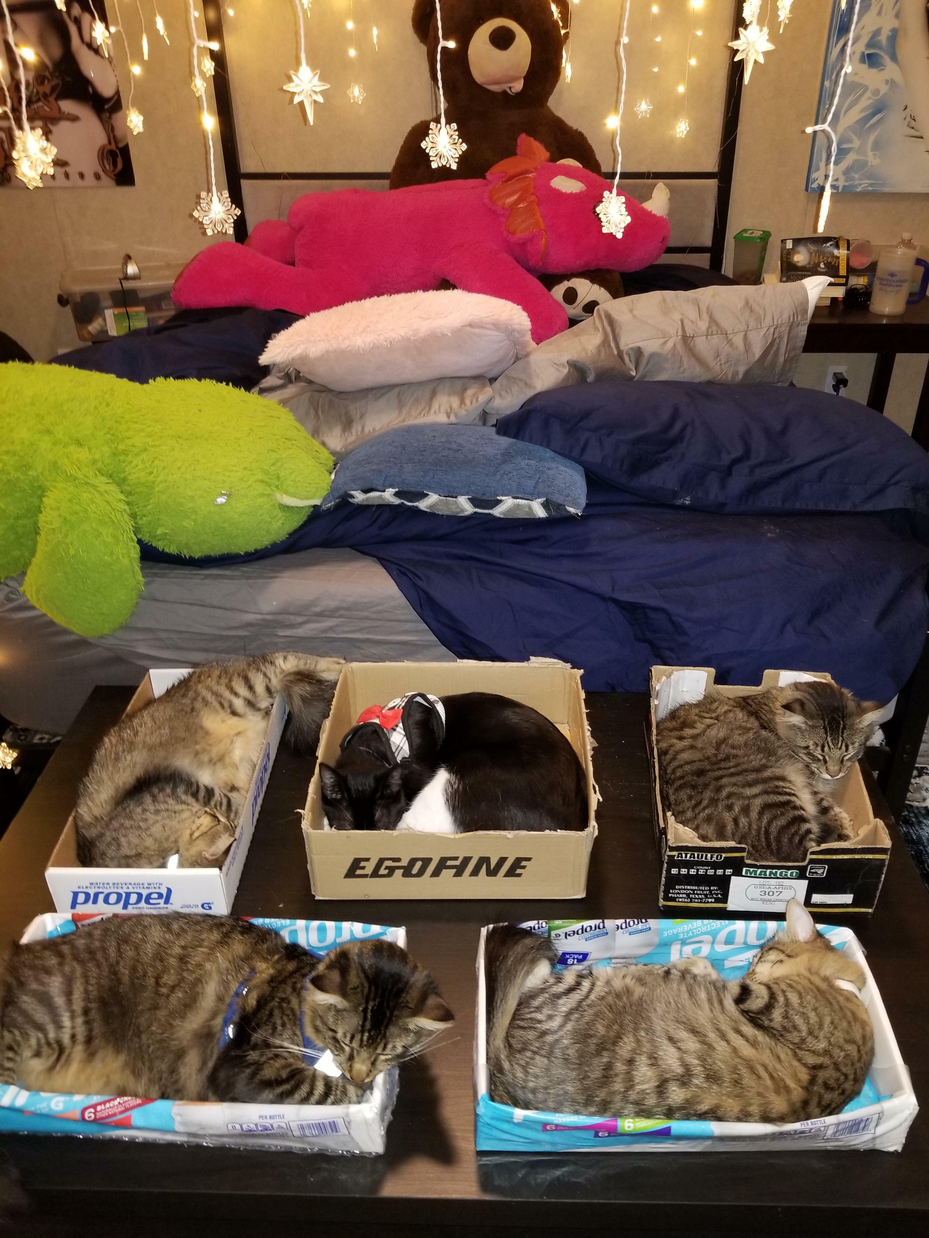 On m'a envoyé ici pour te montrer à quel point les pièges à chats peuvent être efficaces au pied du lit. Tout le monde est bien bordé, personne ne se fait écraser dans son sommeil !