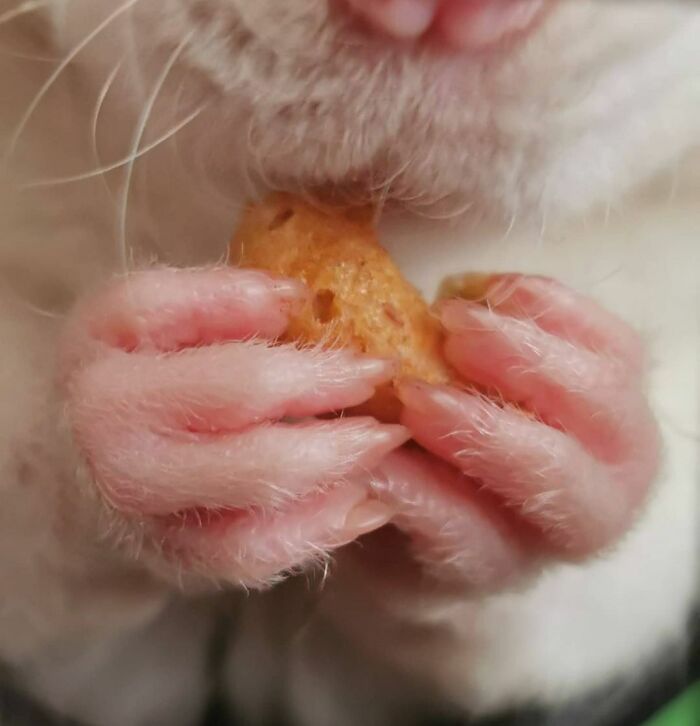 Les mains d’Enoki