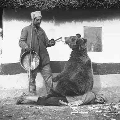 En Roumanie, faire asseoir un ours sur toi était un remède populaire contre le mal de dos dans les années 1940.