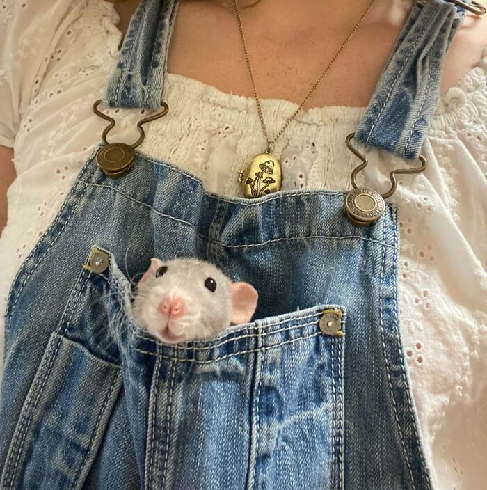 petit marsupial