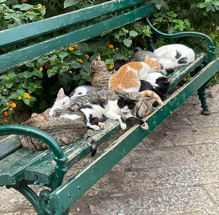 Des chats qui dorment sur un banc à whidbey island, wa. J’ai dû m’arrêter et prendre une photo pendant ma promenade.