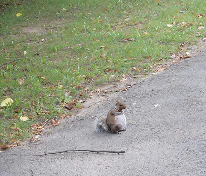 J’ai vu un écureuil enceinte pour la première fois aujourd’hui. Je ne suis pas sûre de ce à quoi je m’attendais, mais cela dépasse toutes mes attentes.
