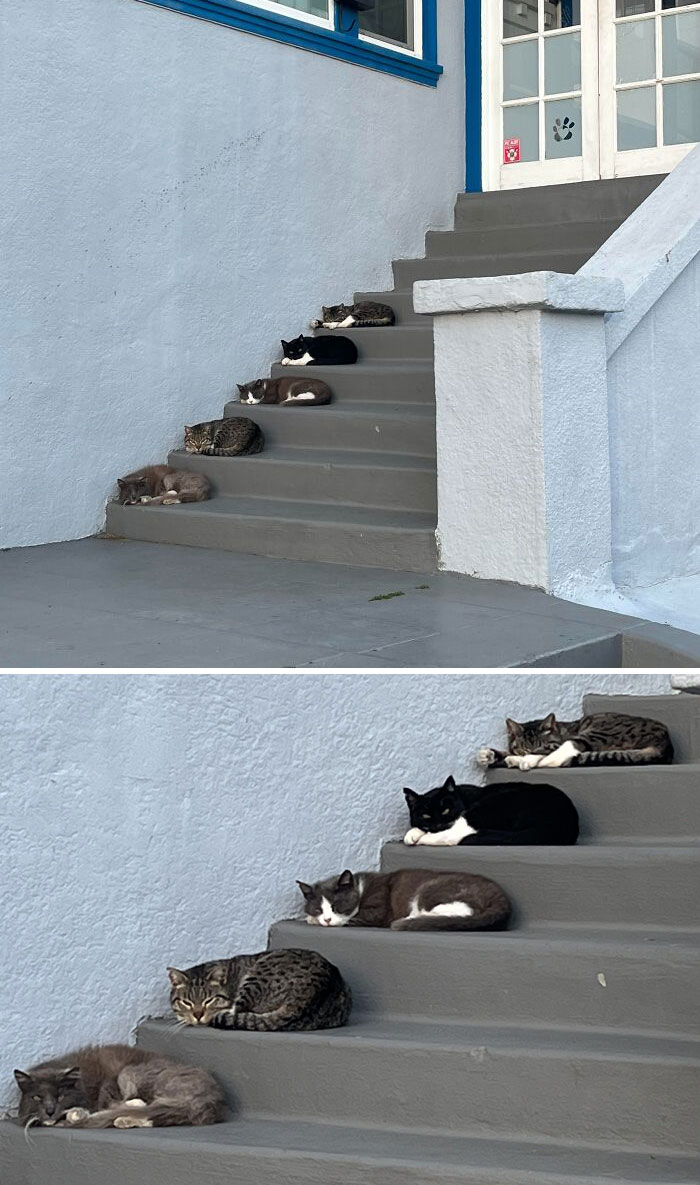 Ces chats font la sieste alignés sur les escaliers