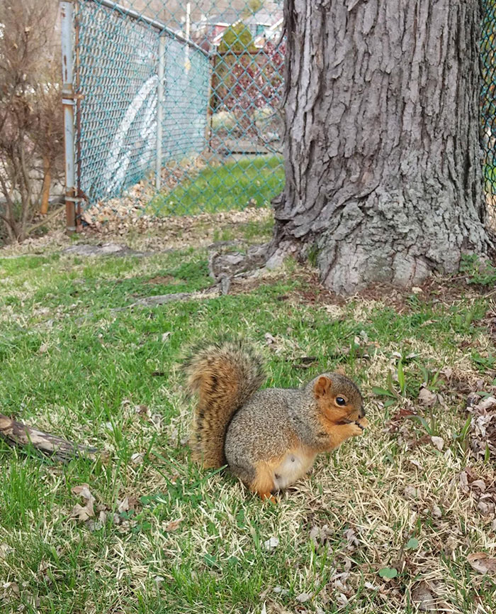 L’écureuil très enceinte n’avait pas peur – alors je lui ai donné des cacahuètes.