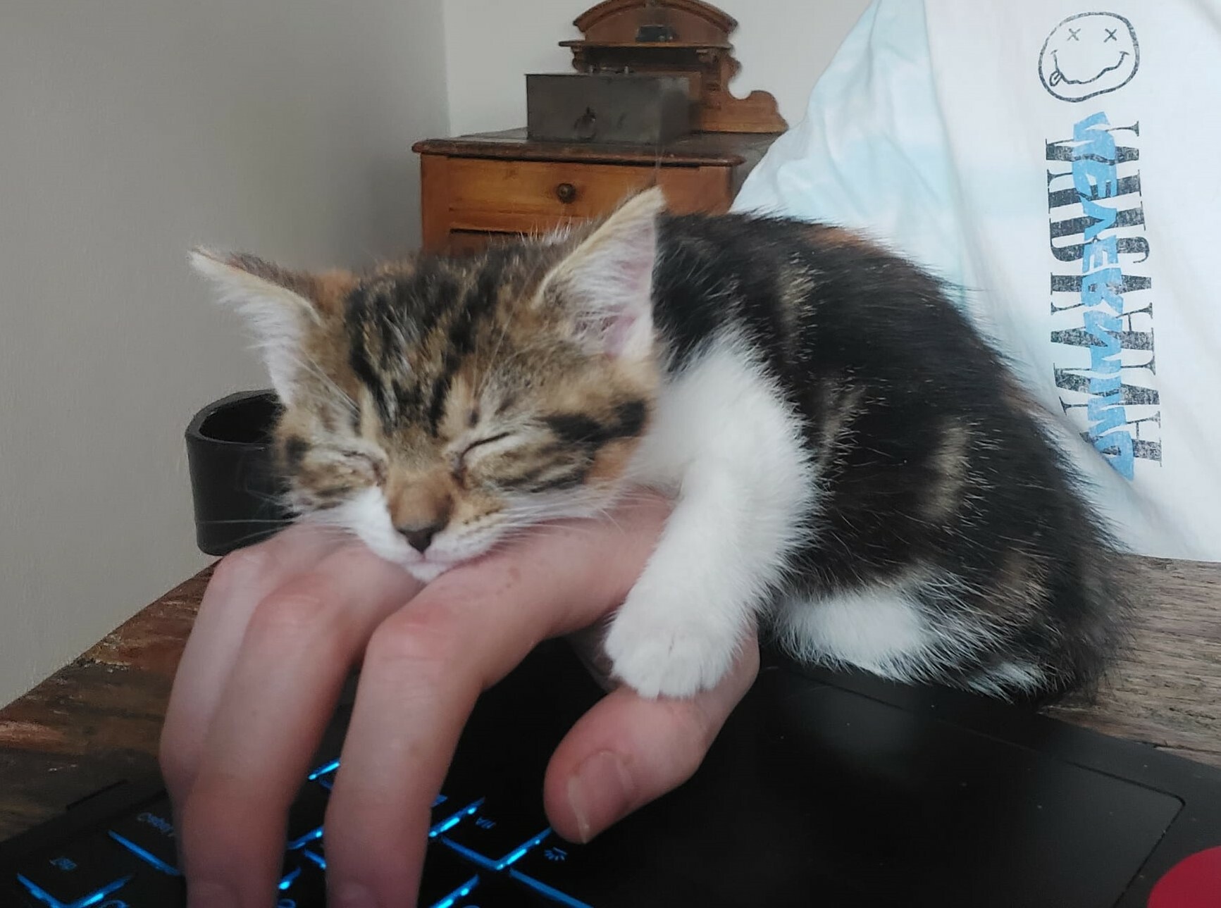 comment mon nouveau chaton aime dormir quand j’utilise mon ordinateur portable