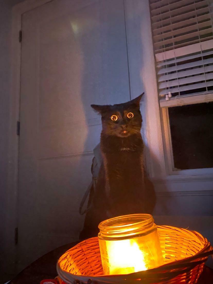 Le chat de mon amie, Winston. Soit il voit au-delà du voile, soit il vient de trouver l’historique de tes recherches sur Internet tard dans la nuit.