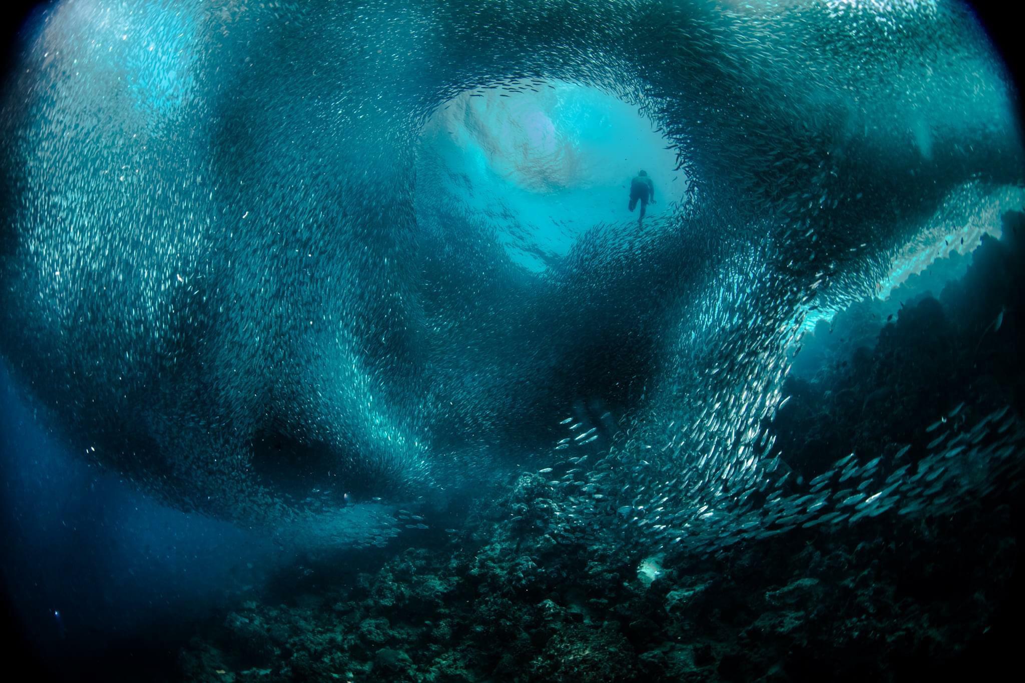 cette photo a été prise au large de moalboal sur l’île de cebu, aux philippines. ce type faisait de la plongée libre avec un simple masque. j’ai eu la chance de l’attraper en train de remonter à travers une boule d’appât. prise avec un objectif 5dsr 8-15 mm réglé à 10 mm 200e sec @ f8 2 ysd1’s