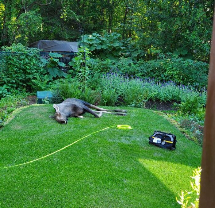 élan faisant une sieste l’après-midi dans le jardin de mon père