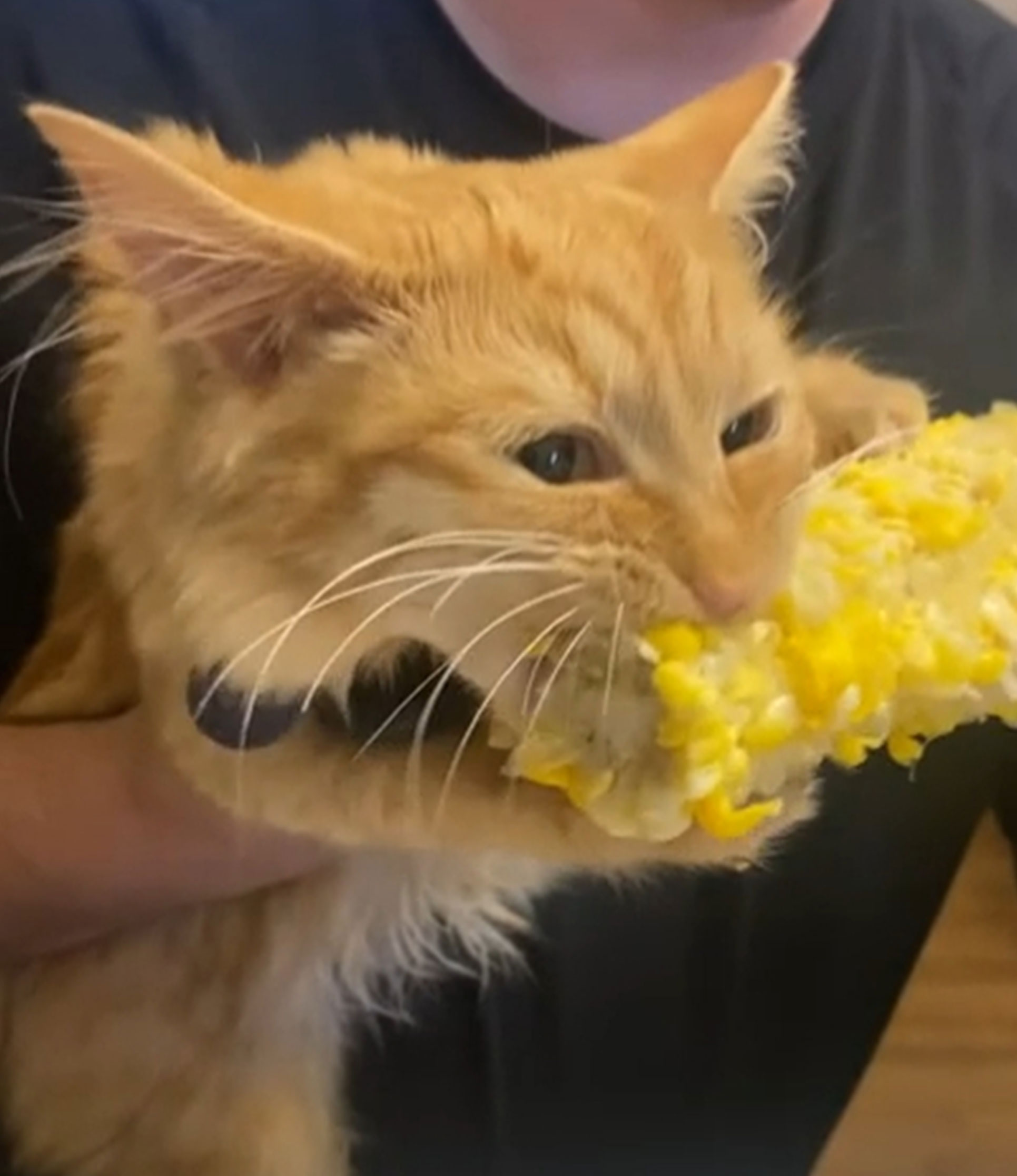 Ce chat aime le maïs
