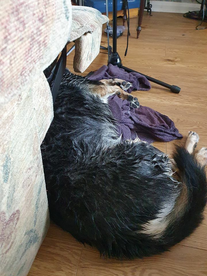 Mon chien a pris un bain aujourd’hui. Il a donc volé ma couverture en guise de remboursement.