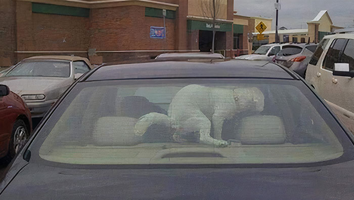 c’est ce que tu obtiens pour avoir laissé ton chien dans la voiture