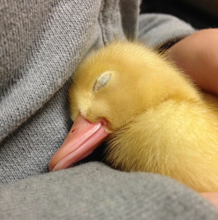 ce bébé canard dort, alors les gens qui vont aussi dormir bonne nuit et rêver de canards