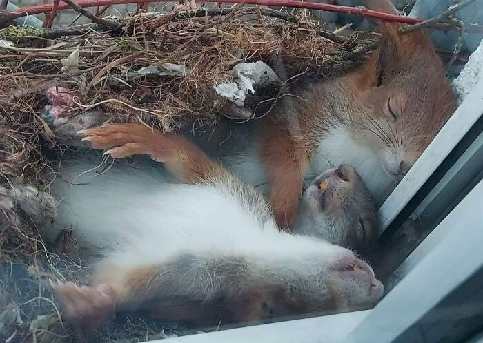 écureuils endormis dans leur nid sur le rebord d’une fenêtre