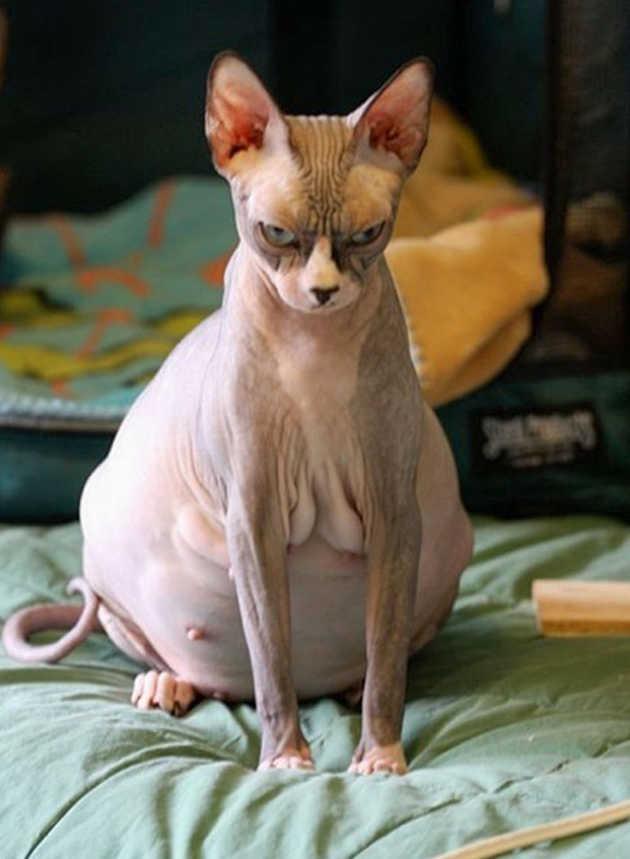 cette chatte sans poils enceinte est à 300% faite, elle ne peut même pas