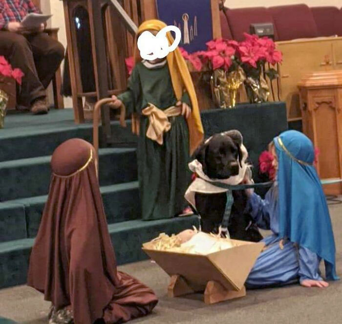 Une année, ma chienne était un mouton dans le spectacle de Noël de l’église. Elle en a adoré chaque seconde.