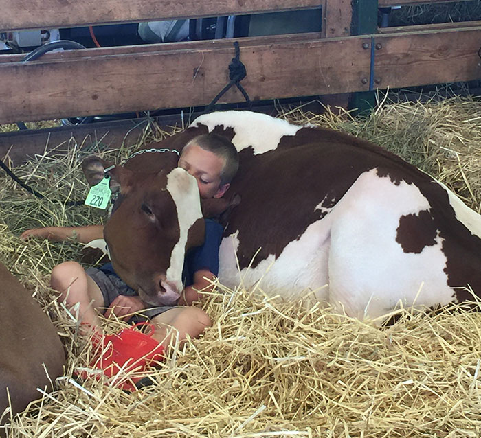 un garçon et sa vache font la sieste à la foire de goshen
