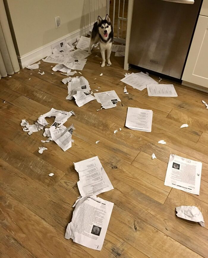 désolé classe, mon chien a mangé les devoirs de tout le monde