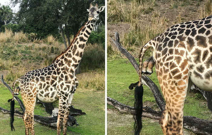 nous avons pu assister à l’accouchement d’une girafe lors du safari au royaume des animaux. quelque chose de très rare qui n’arrive jamais.